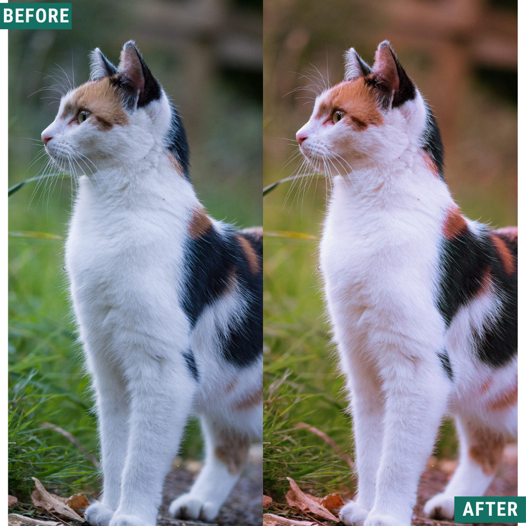 Macro Pink LIMITED Lightroom Presets Pack