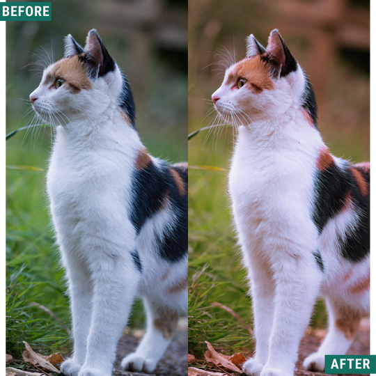 Macro Pink LIMITED Lightroom Presets Pack