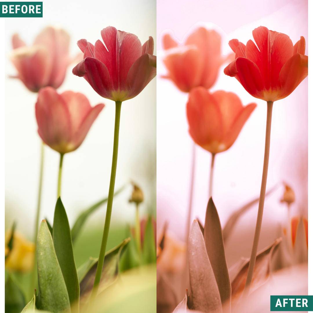 Macro Pink LIMITED Lightroom Presets Pack