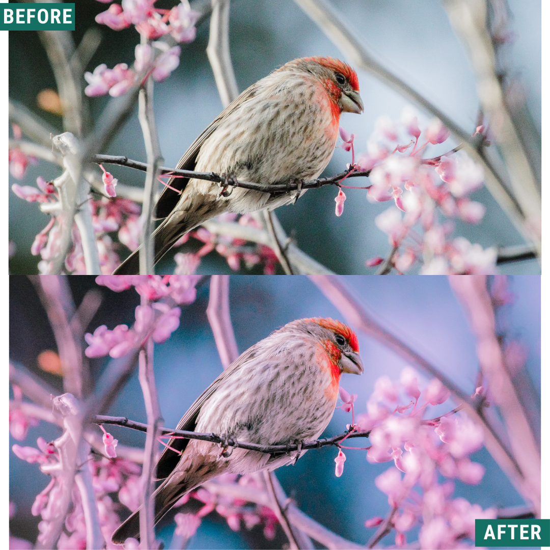 Cherry Blues LIMITED Lightroom Presets Pack