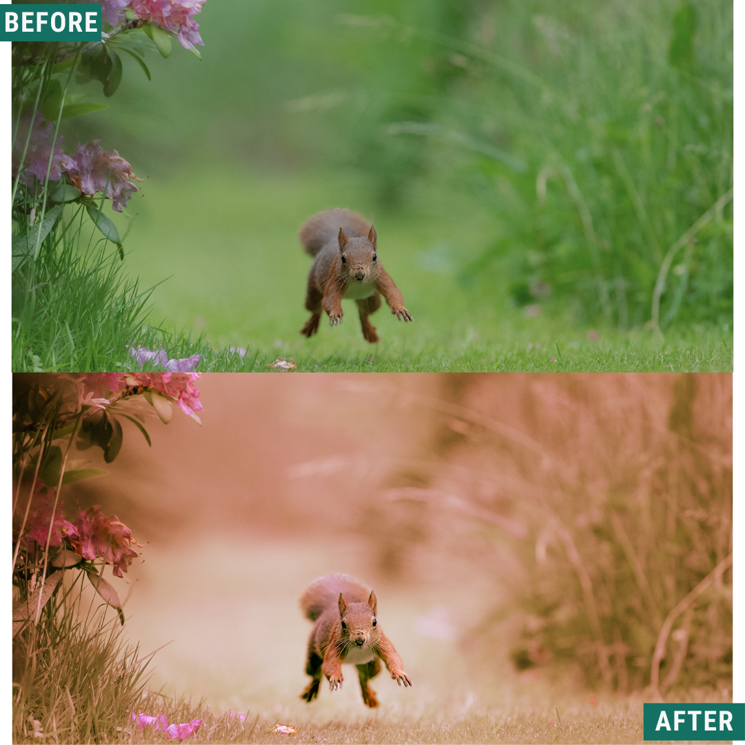 Macro Pink LIMITED Lightroom Presets Pack