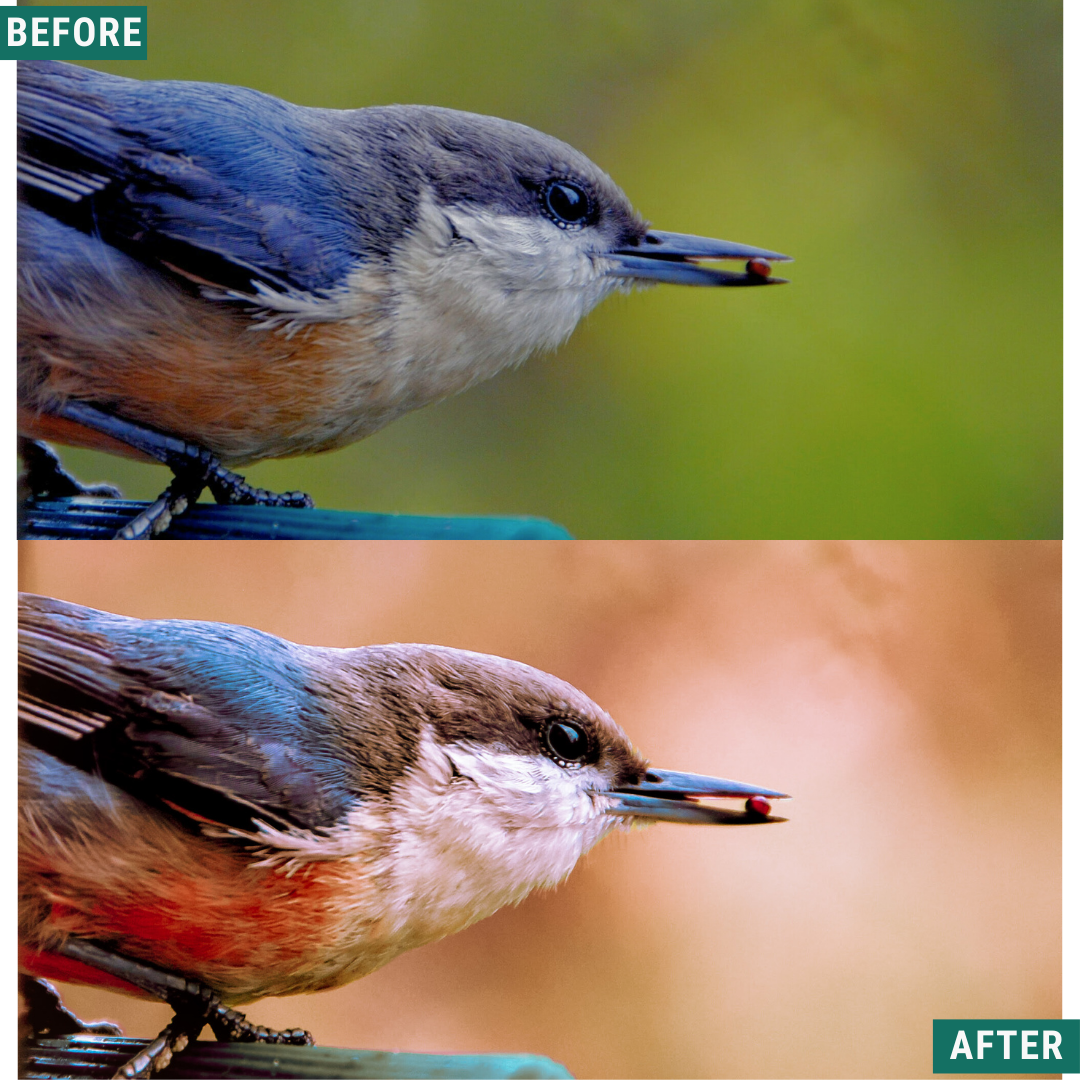 Macro Pink LIMITED Lightroom Presets Pack