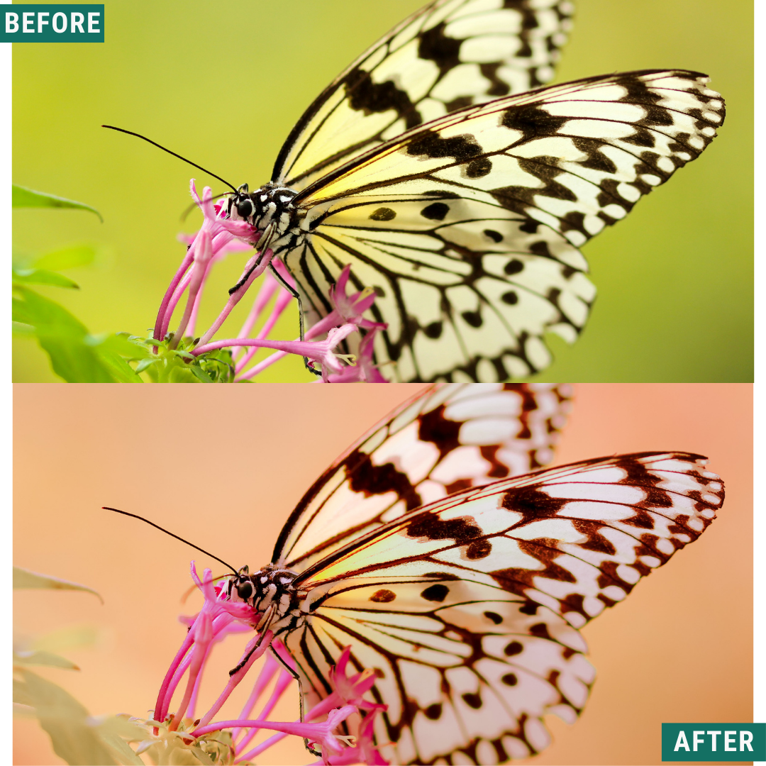 Macro Pink LIMITED Lightroom Presets Pack