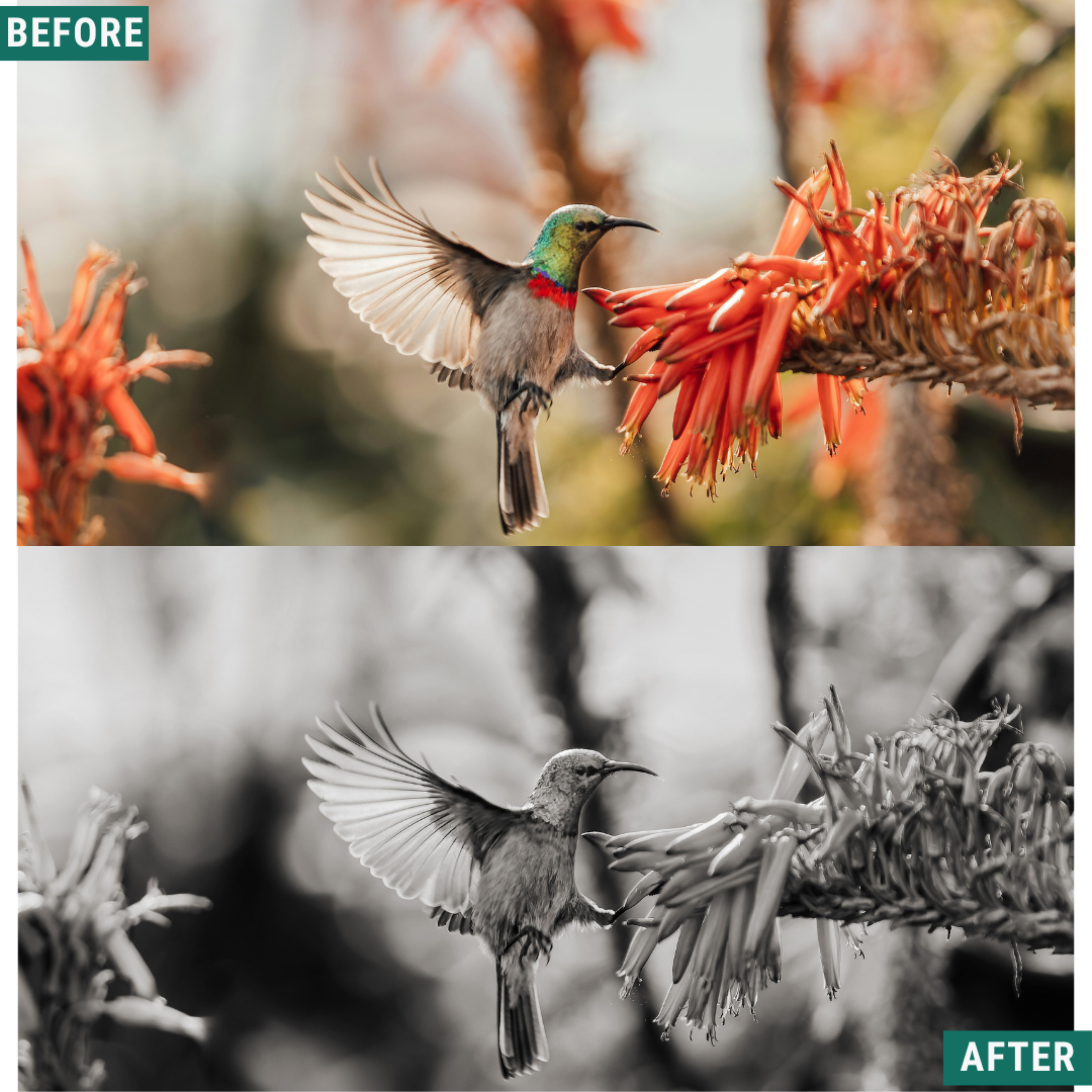 Mono Wild LIMITED Lightroom Presets Pack