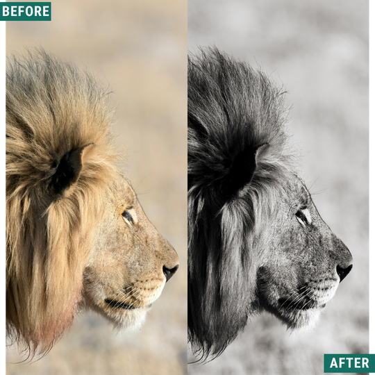 Mono Wild LIMITED Lightroom Presets Pack