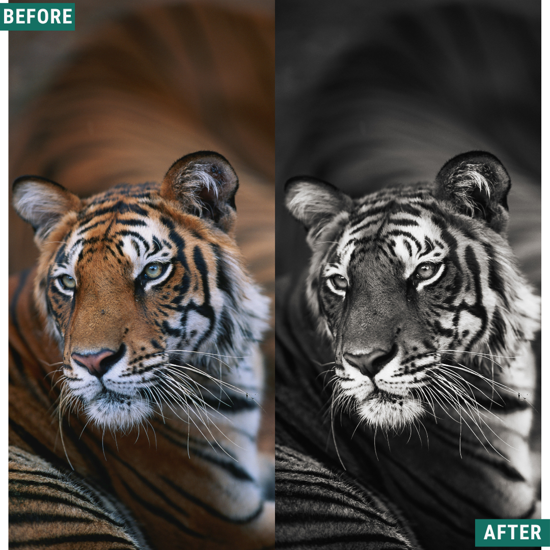 Mono Wild LIMITED Lightroom Presets Pack