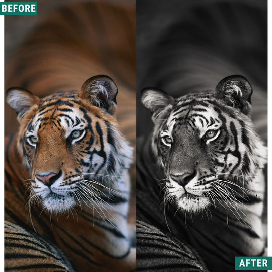 Mono Wild LIMITED Lightroom Presets Pack