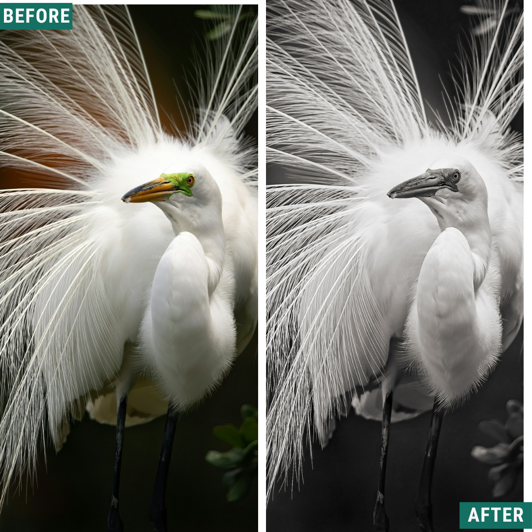 Mono Wild LIMITED Lightroom Presets Pack