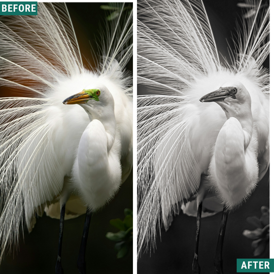 Mono Wild LIMITED Lightroom Presets Pack