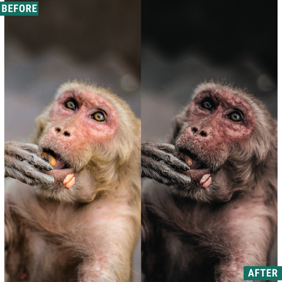 Muted Brown LIMITED Lightroom Presets Pack
