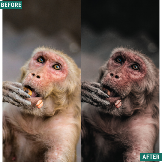 Muted Brown LIMITED Lightroom Presets Pack