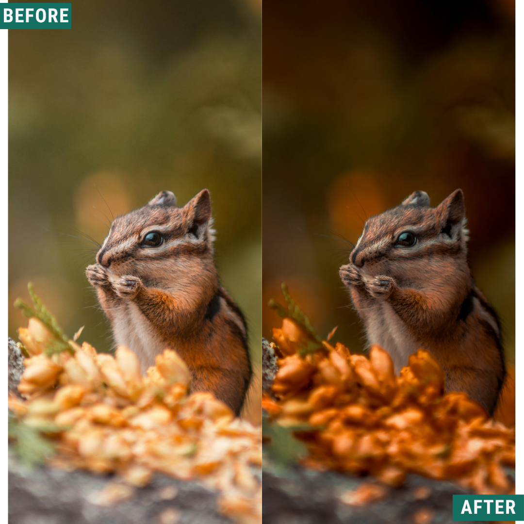 Rose Hour LIMITIERTES Lightroom-Presets-Paket