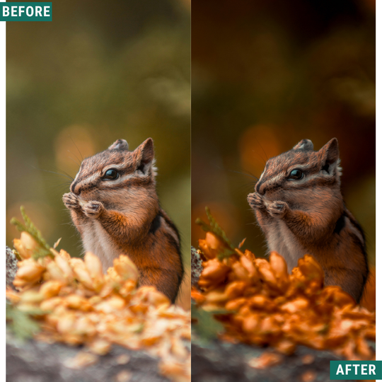 Rose Hour LIMITIERTES Lightroom-Presets-Paket