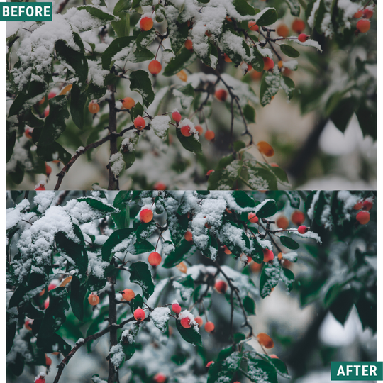 Festive Tones Capture One & LUT Presets Pack