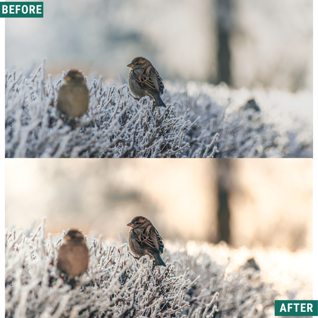 Rustic Winter LIMITED Capture One & LUT Presets Pack