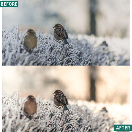 Rustic Winter LIMITED Capture One & LUT Presets Pack