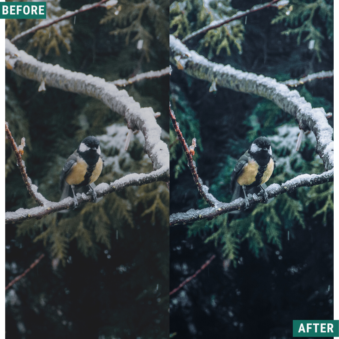 Festive Tones Capture One & LUT Presets Pack