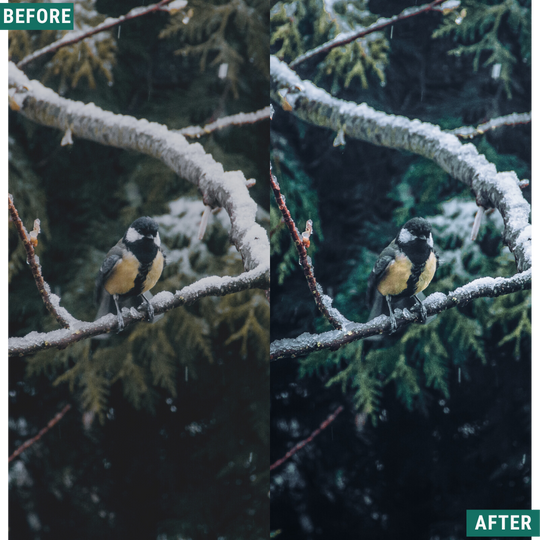 Festive Tones Capture One & LUT Presets Pack