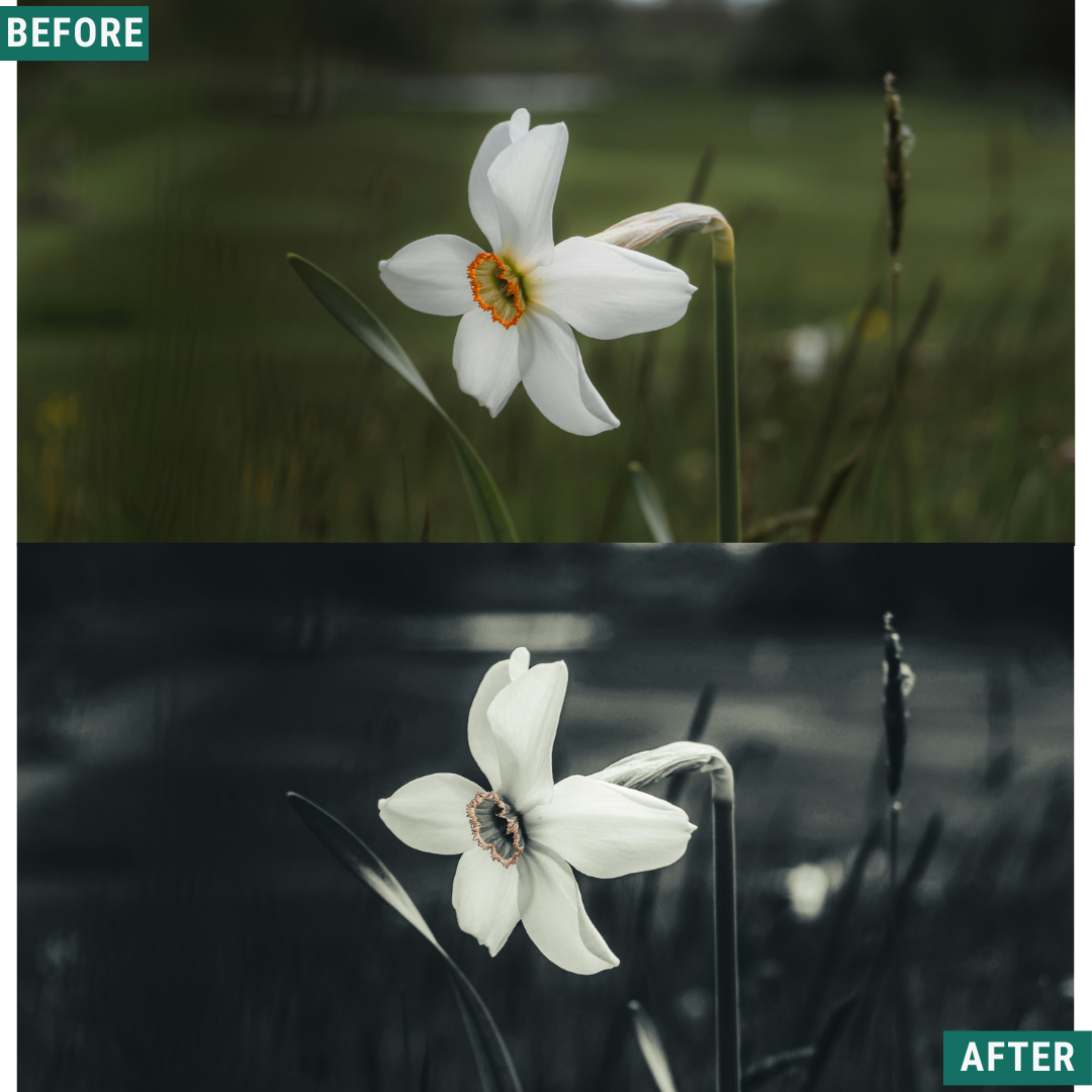 Mono Land LIMITIERTES Lightroom-Presets-Paket