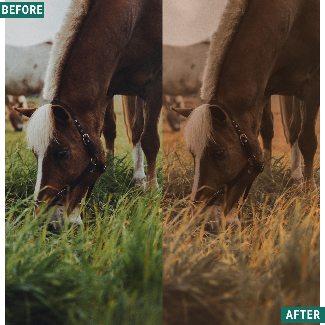 Gold Fields Lightroom Presets Pack