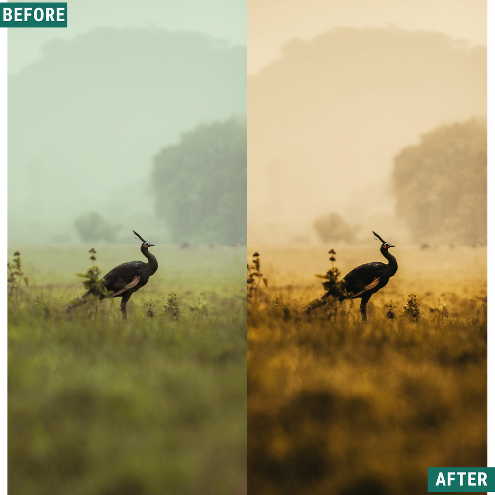 Gold Dusk LIMITIERTES Lightroom-Presets-Paket