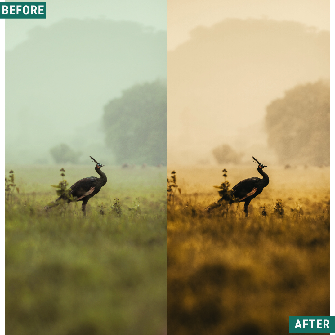 Gold Dusk LIMITIERTES Lightroom-Presets-Paket