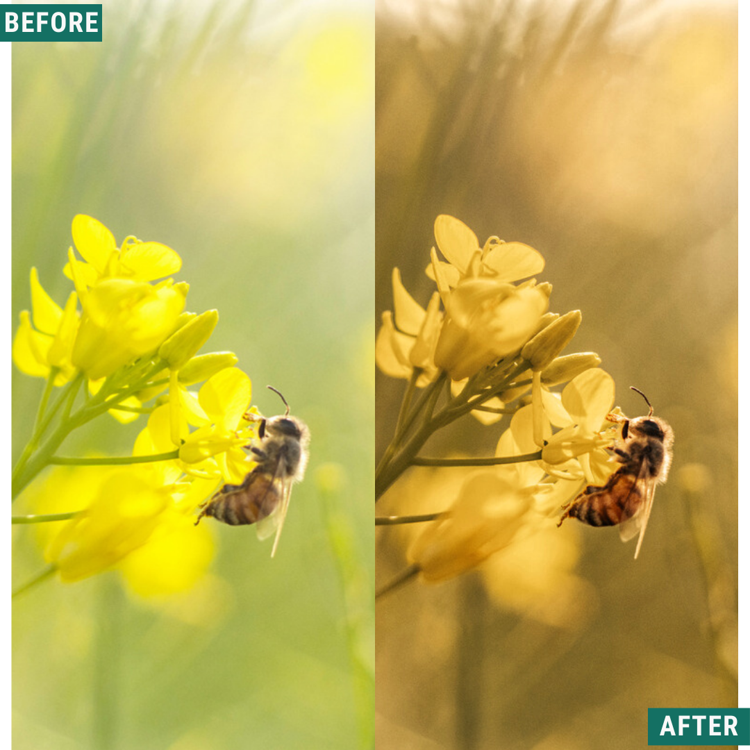 Gold Dusk LIMITED Lightroom Presets Pack