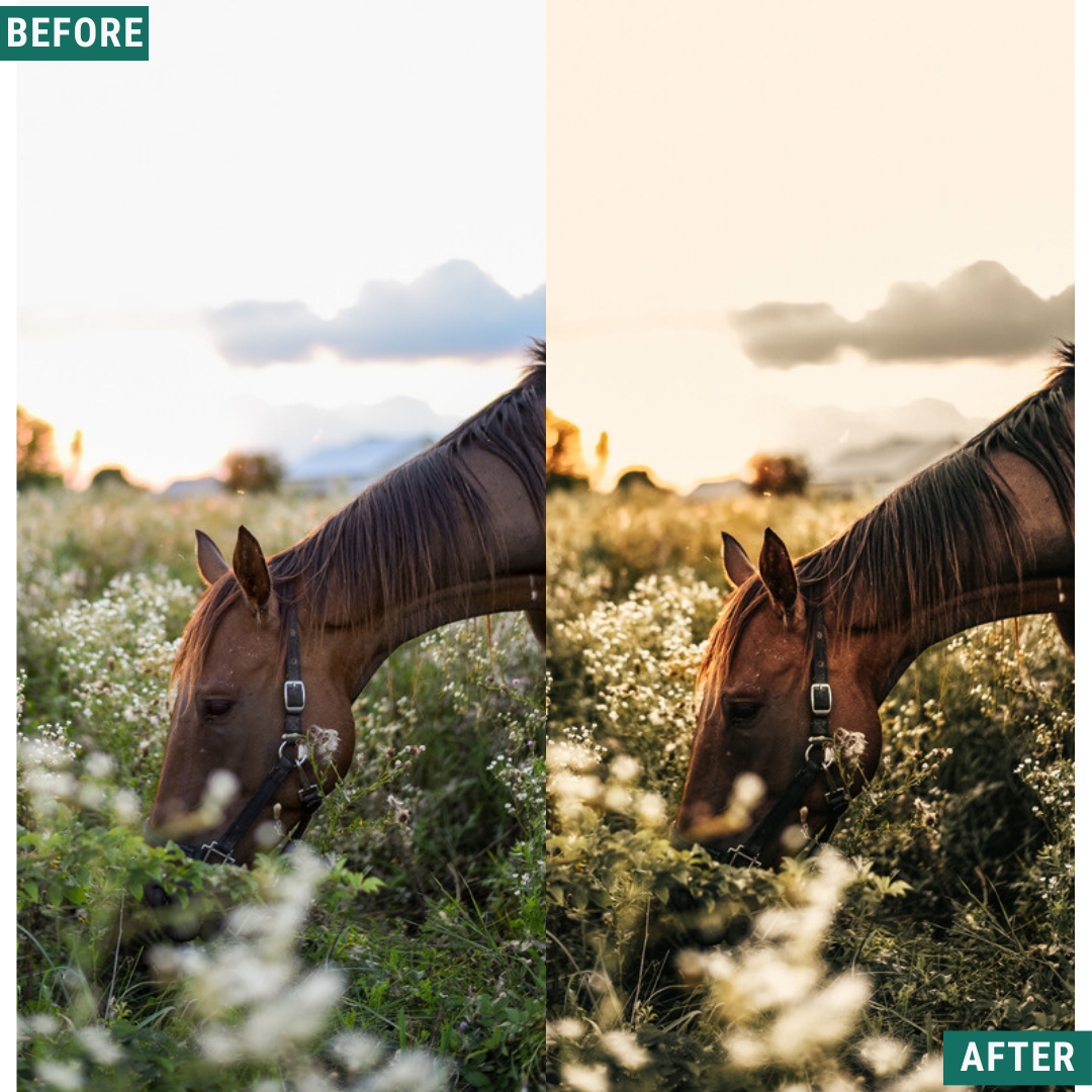 Gold Dusk LIMITED Lightroom Presets Pack