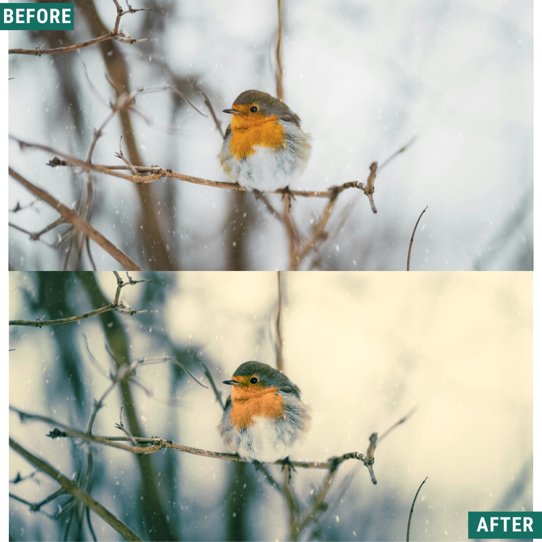 Gold Frost LIMITIERTES Lightroom-Presets-Paket