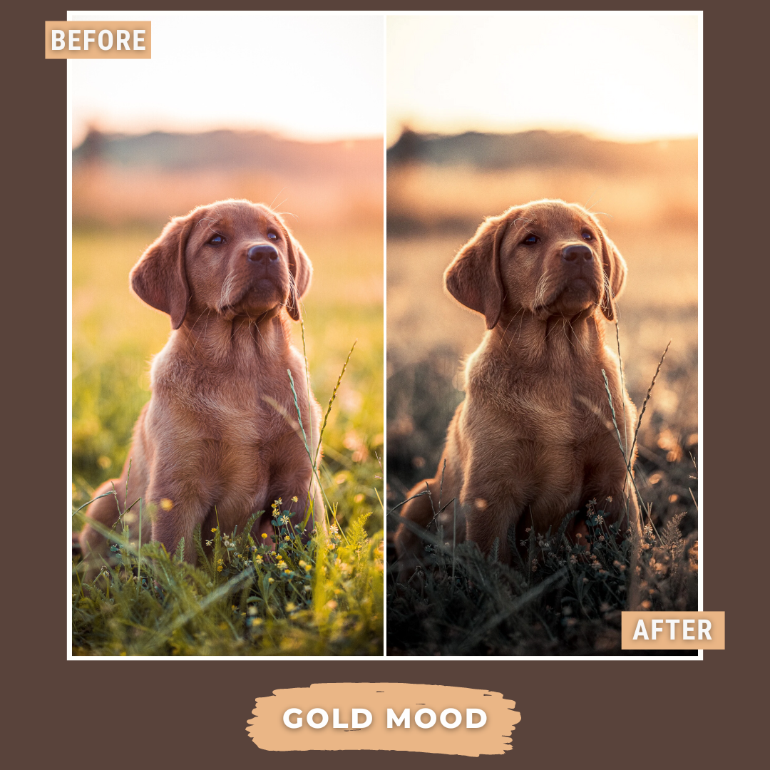 Master Collection Bundle 490 Lightroom Presets Summer