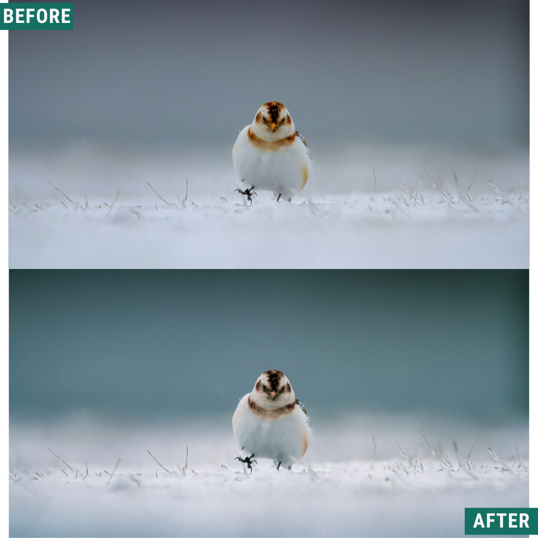 Muted Cold LIMITED Capture One & LUT Presets Pack