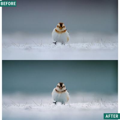 Muted Cold LIMITIERTES Lightroom-Presets-Paket