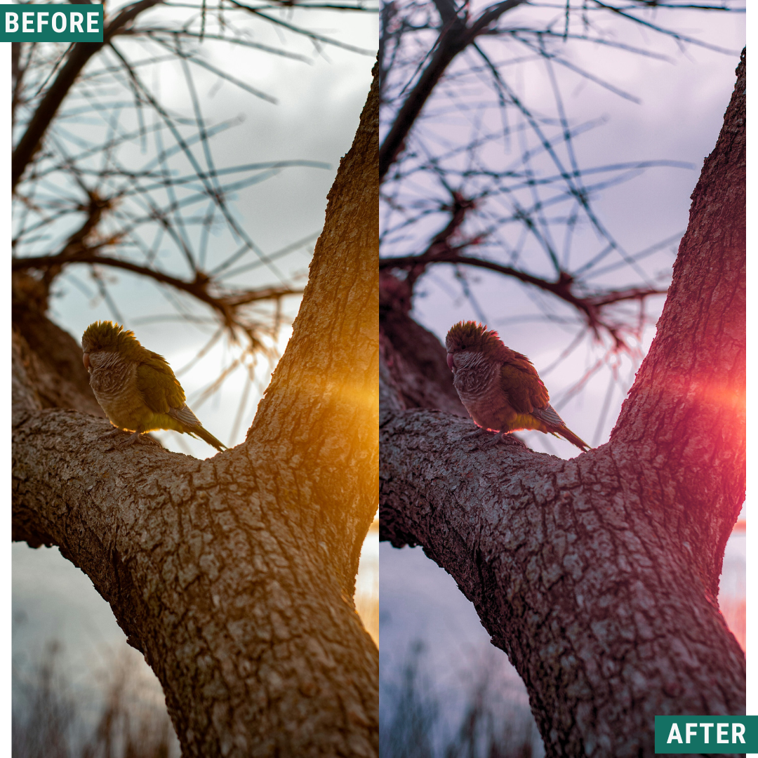 Rose Hour LIMITIERTES Lightroom-Presets-Paket