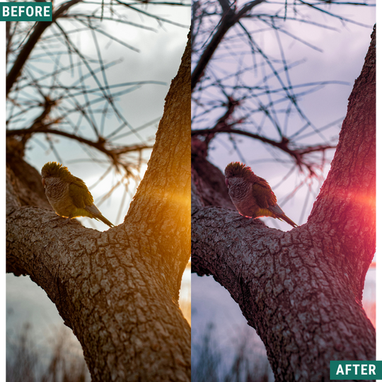 Rose Hour LIMITIERTES Lightroom-Presets-Paket