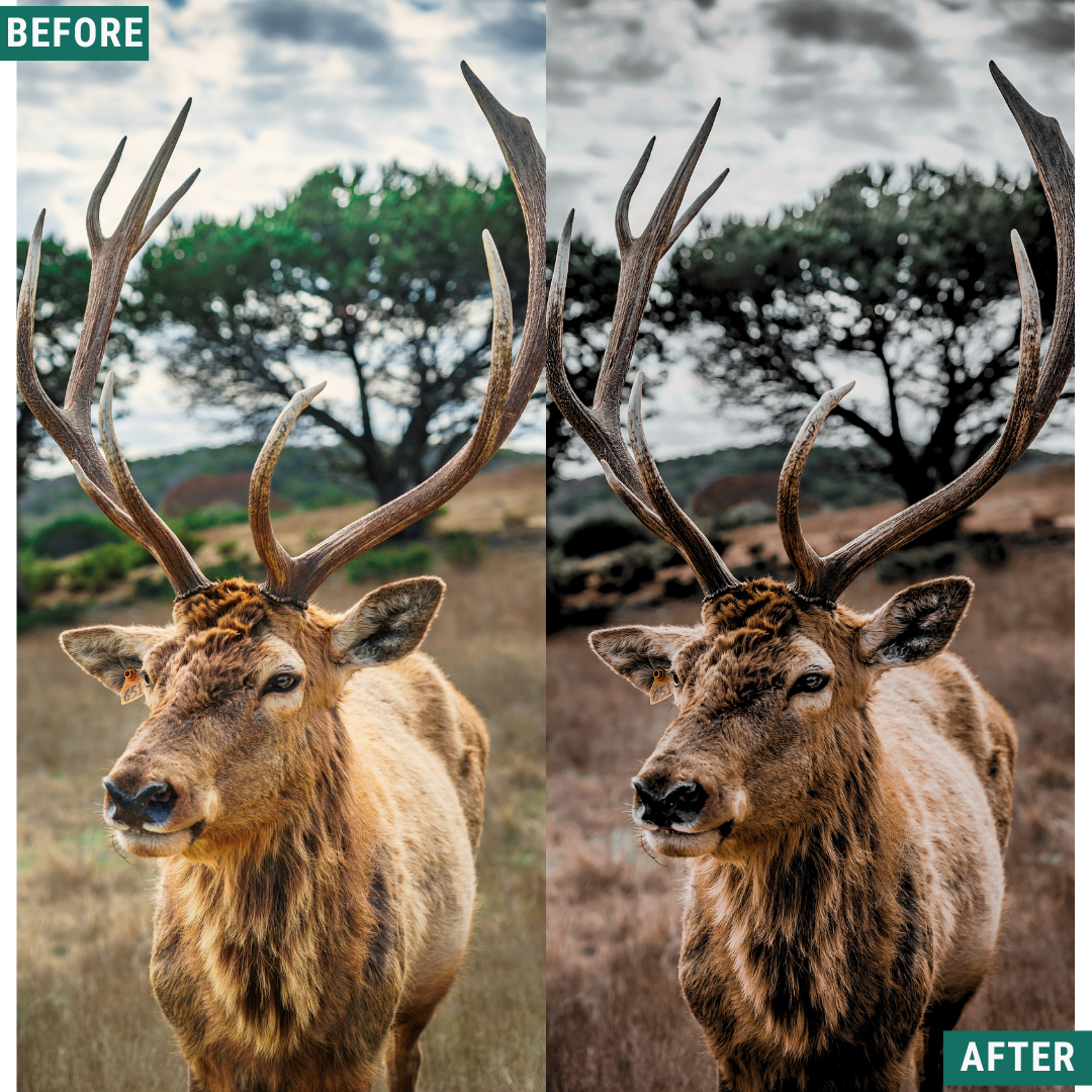 Muted Mood Lightroom Presets Pack