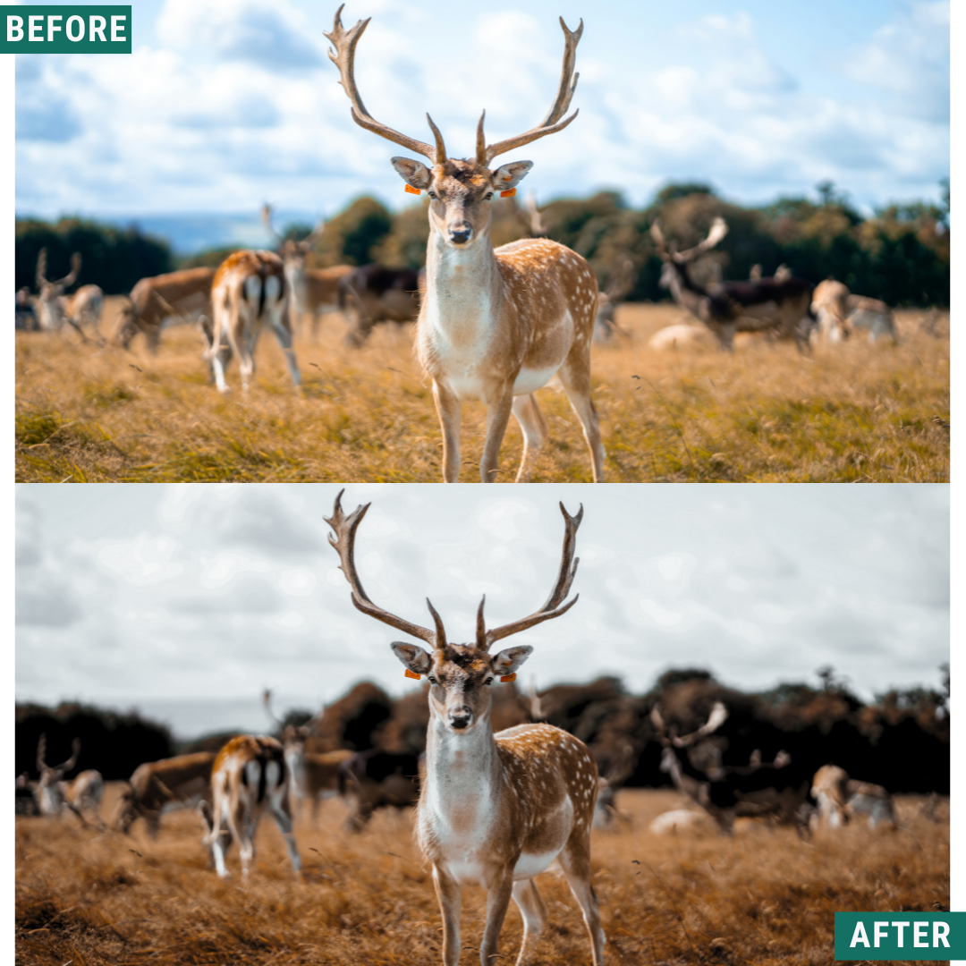 Muted Mood Lightroom Presets Pack