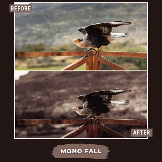 Master Collection Bundle 540 Lightroom Presets Autumn