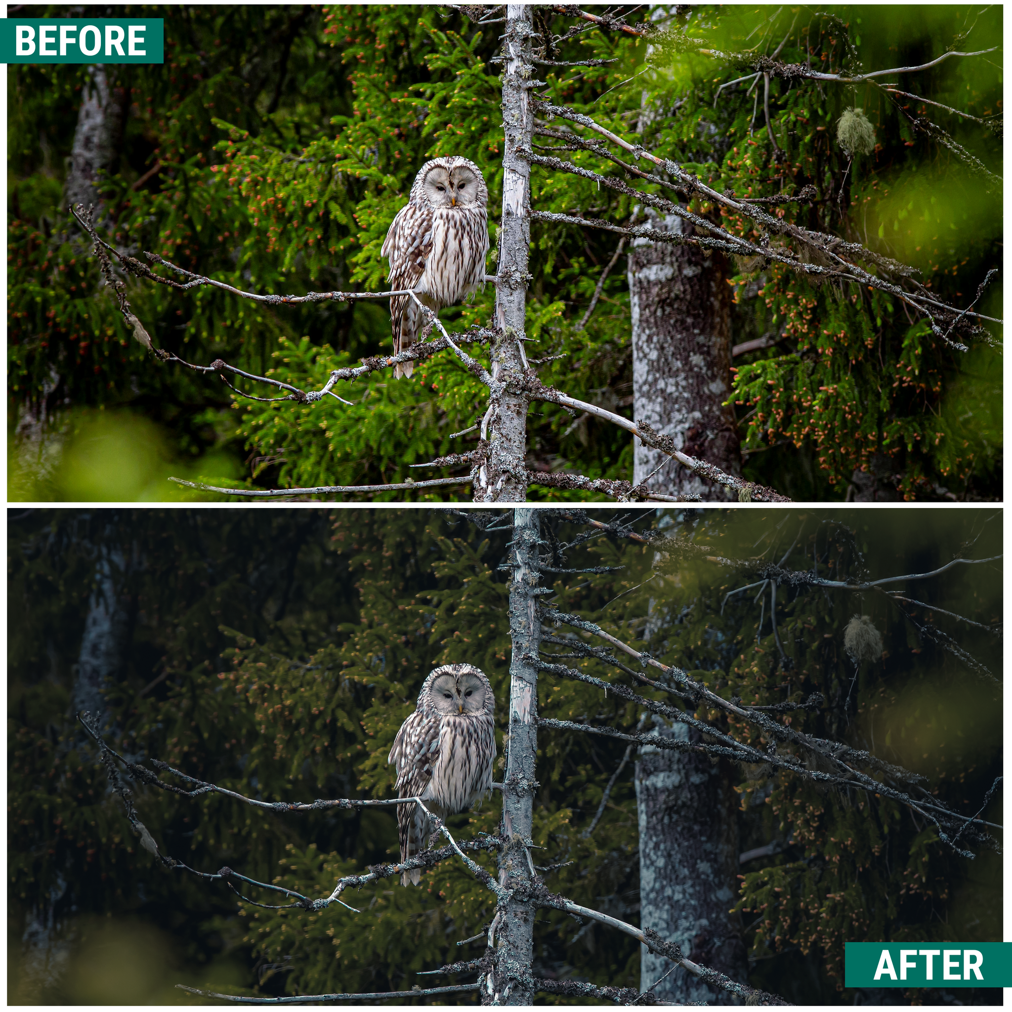 Moody Greens Lightroom Presets Pack