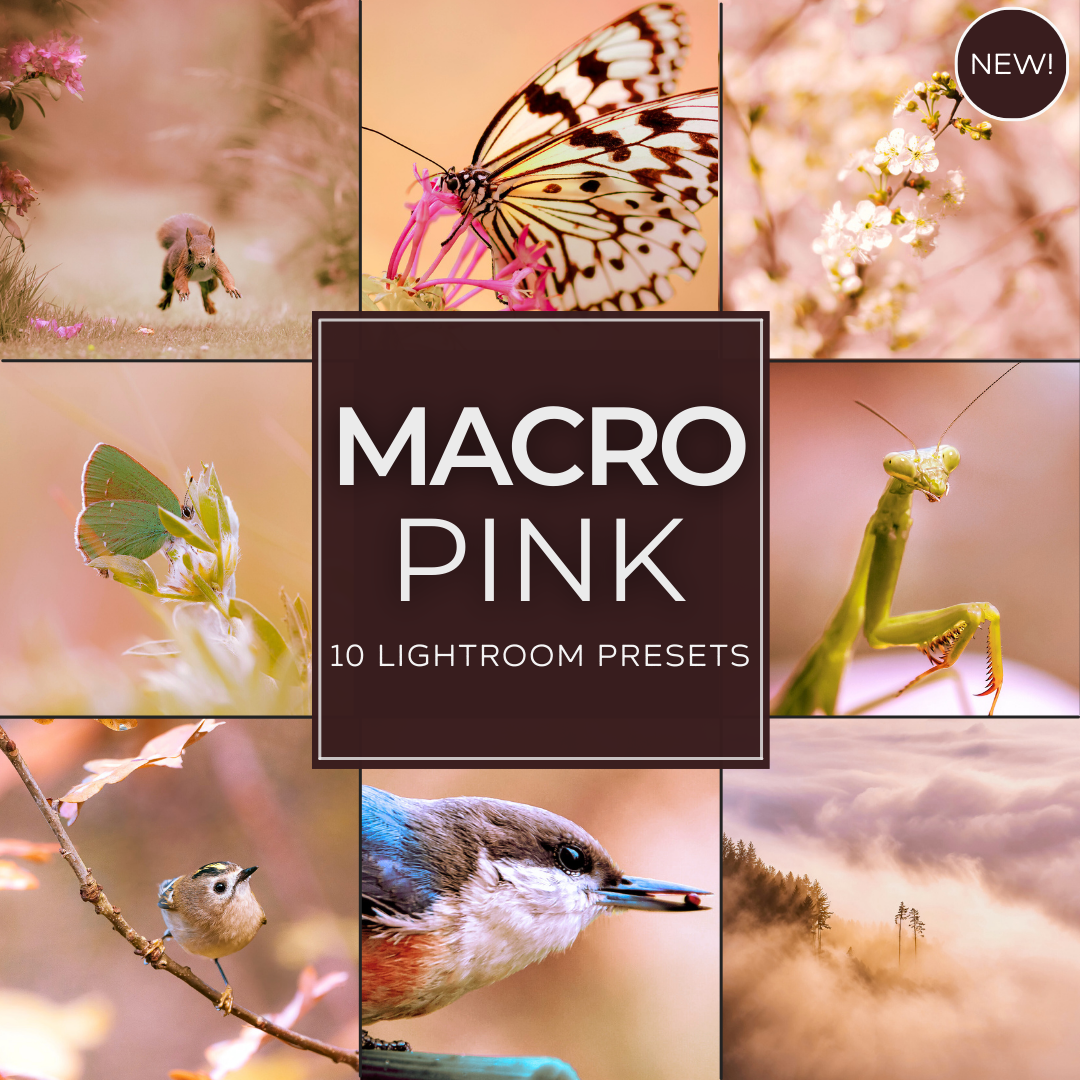 Macro Pink Limited Lightroom Presets Pack: Detailed Flower and Insect Nature Photography Edits with Soft Pink Tones and Sharp Texture for Desktop and Mobile.