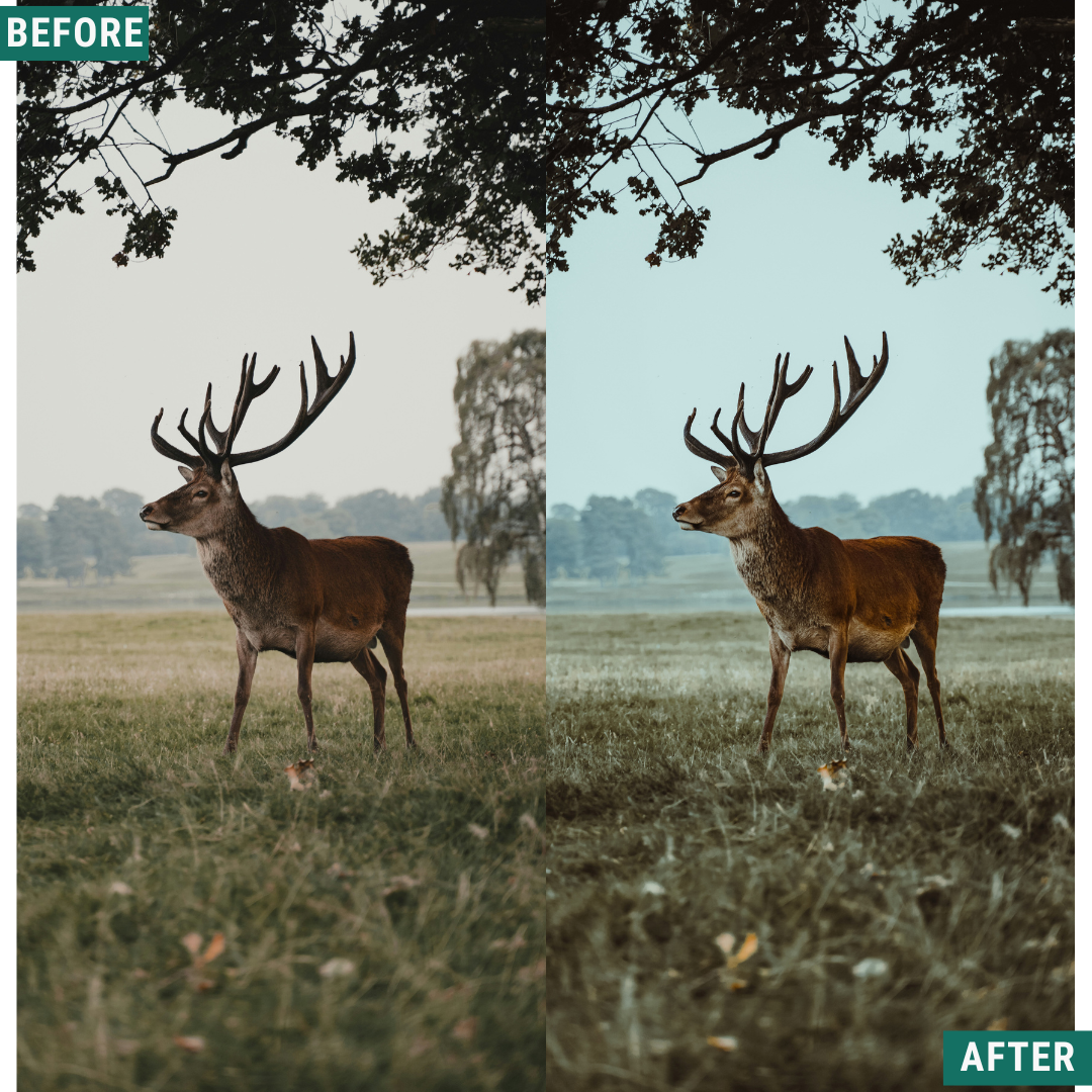 Muted North Lightroom Presets Pack