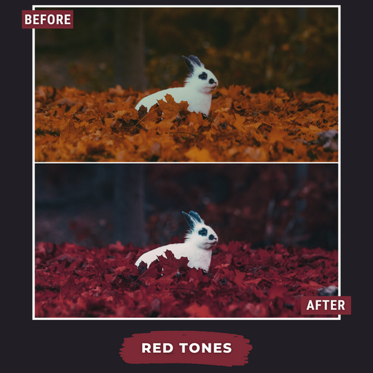 Master Collection Bundle 540 Lightroom Presets Autumn