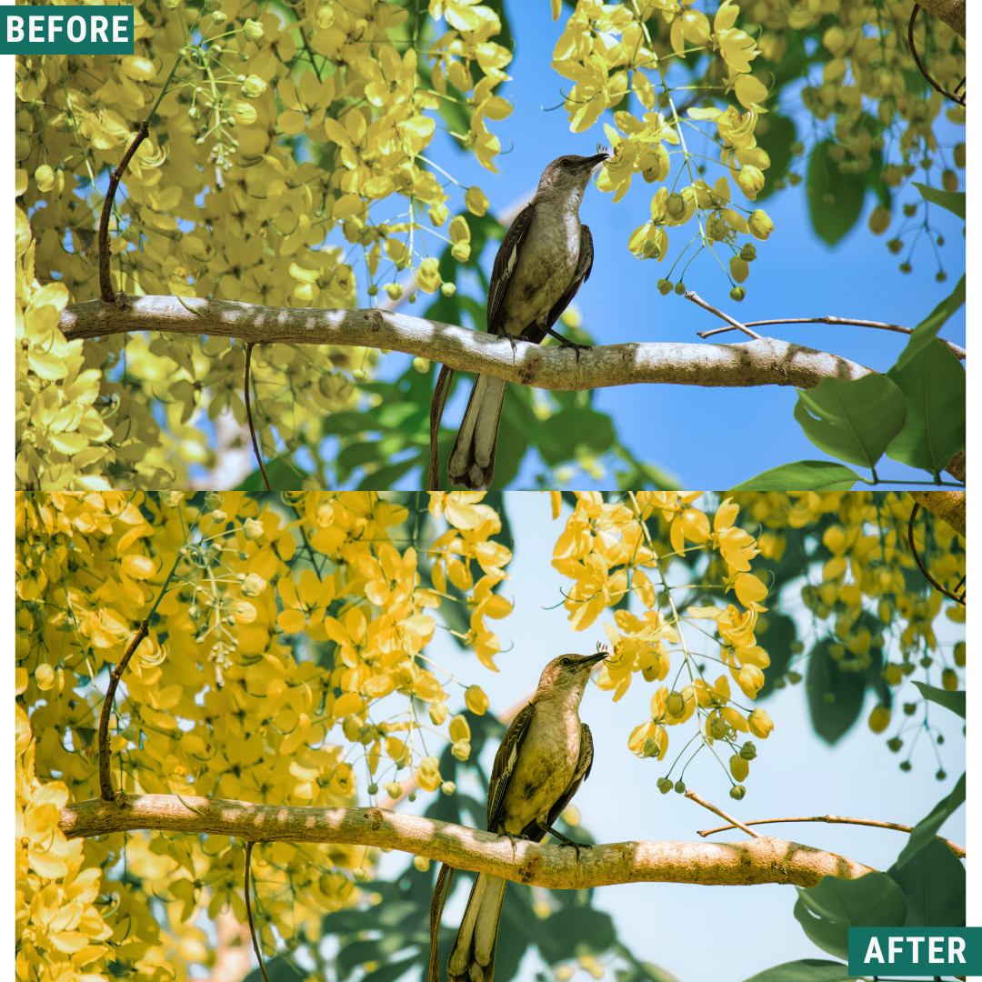 Sunlit Grove LIMITED Lightroom Presets Pack