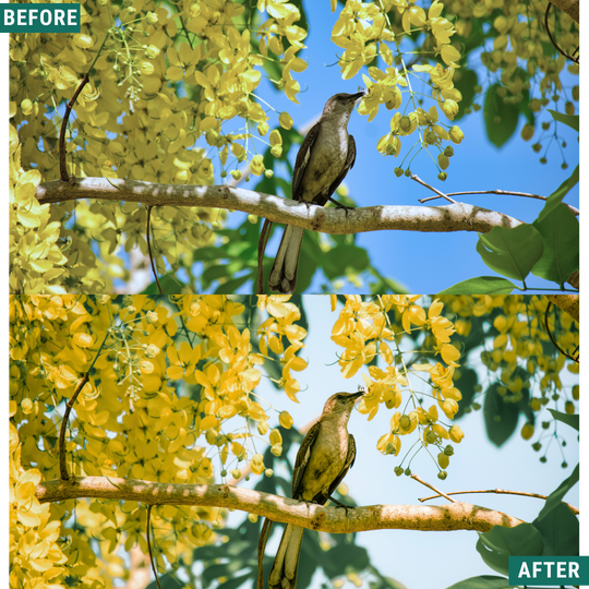 Sunlit Grove LIMITED Lightroom Presets Pack