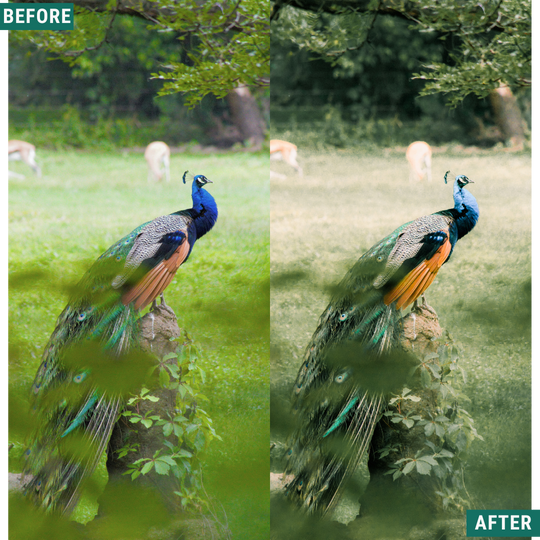 Sunlit Grove LIMITED Lightroom Presets Pack