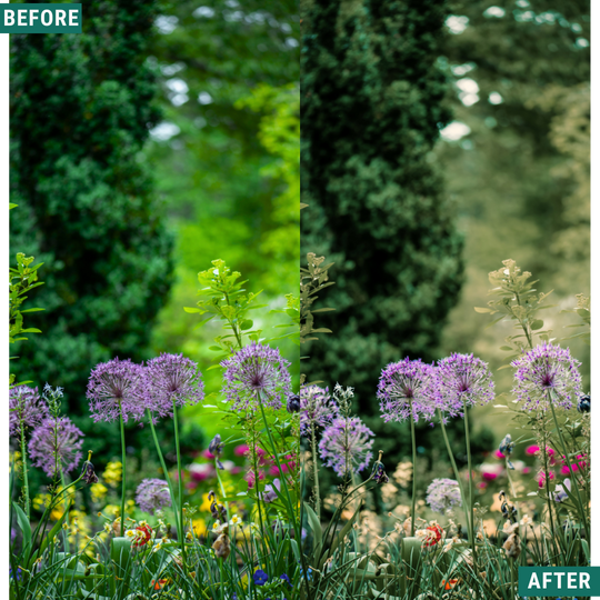 Sunlit Grove LIMITED Lightroom Presets Pack