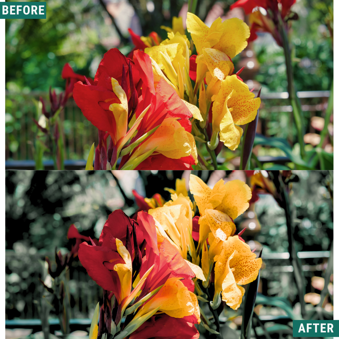 Sunlit Grove LIMITED Lightroom Presets Pack