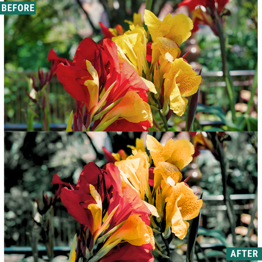 Sunlit Grove LIMITED Lightroom Presets Pack