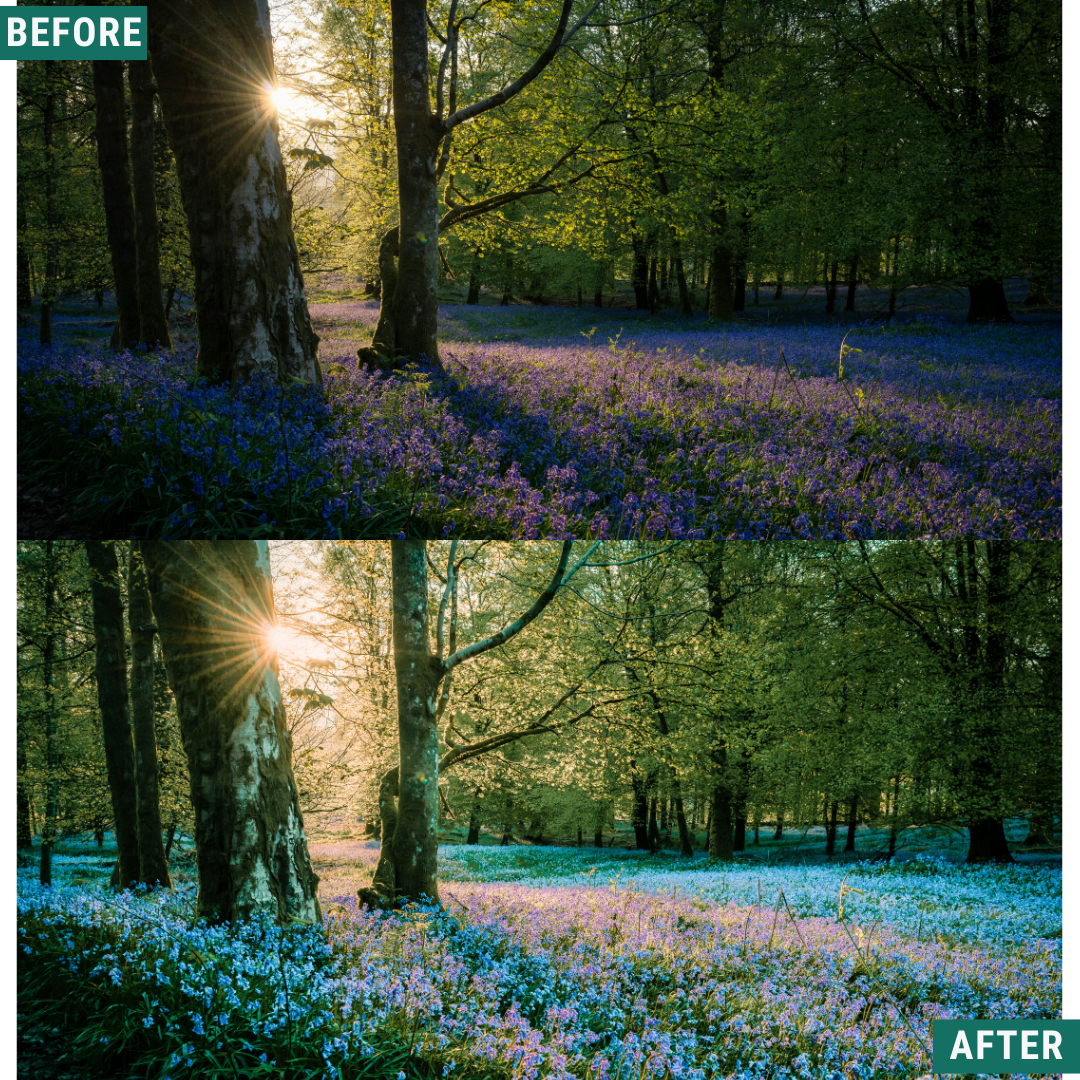 Sunlit Grove LIMITED Lightroom Presets Pack