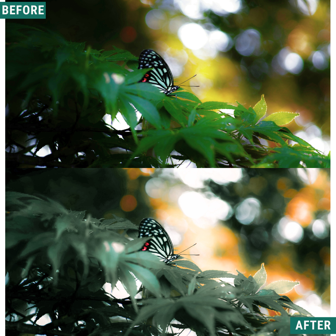 Sunlit Grove LIMITED Lightroom Presets Pack