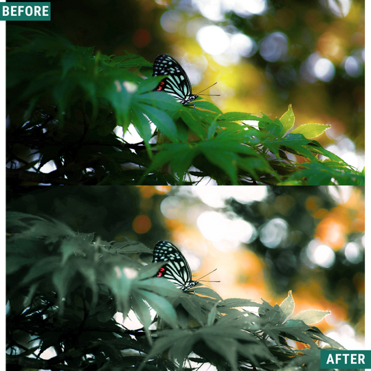 Sunlit Grove LIMITED Lightroom Presets Pack